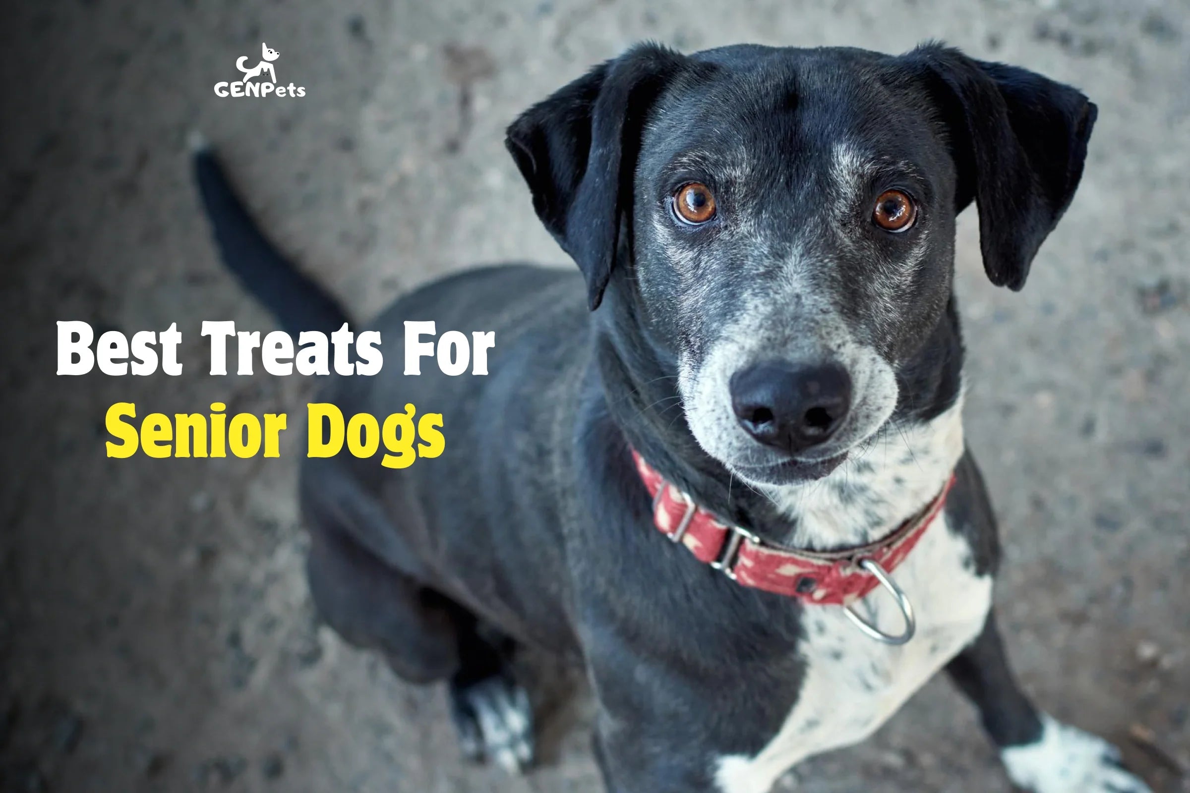 Best treats for senior dogs in India for joint health and healthy ageing